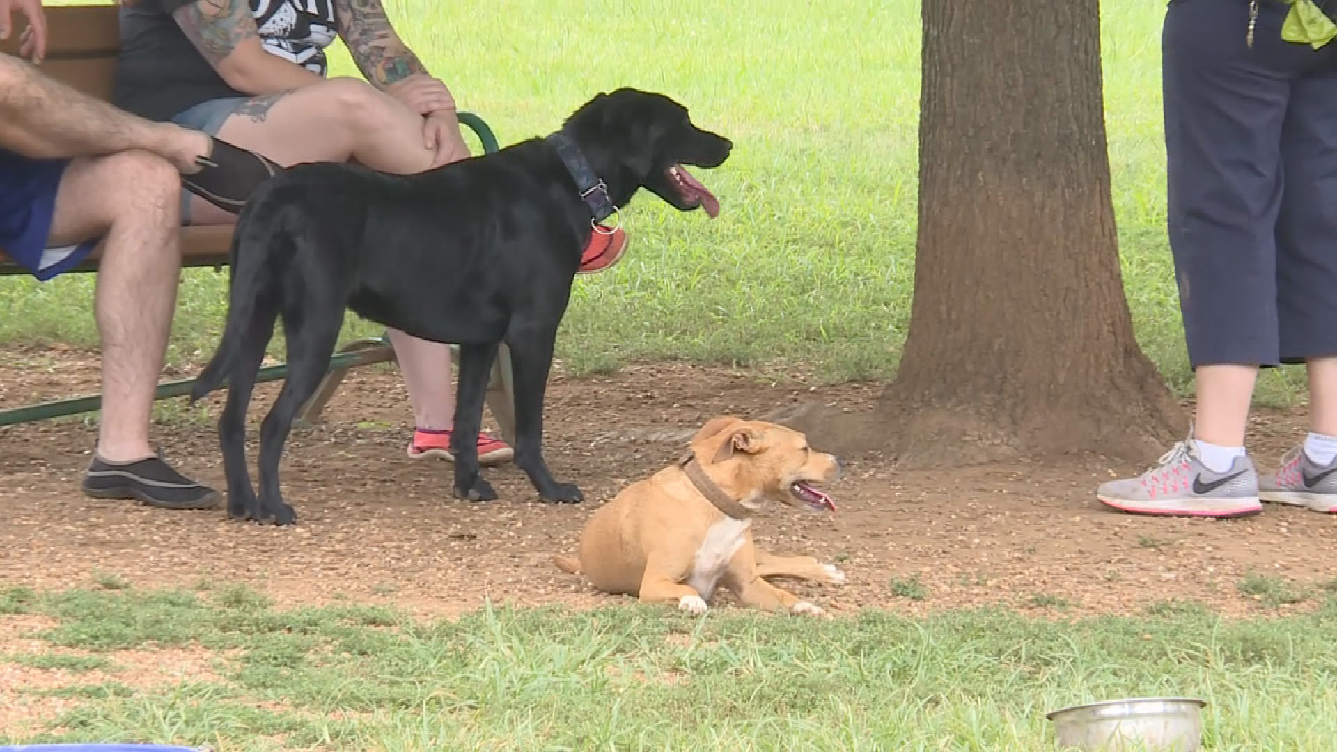 Thumbnail image for Bark Park Grant