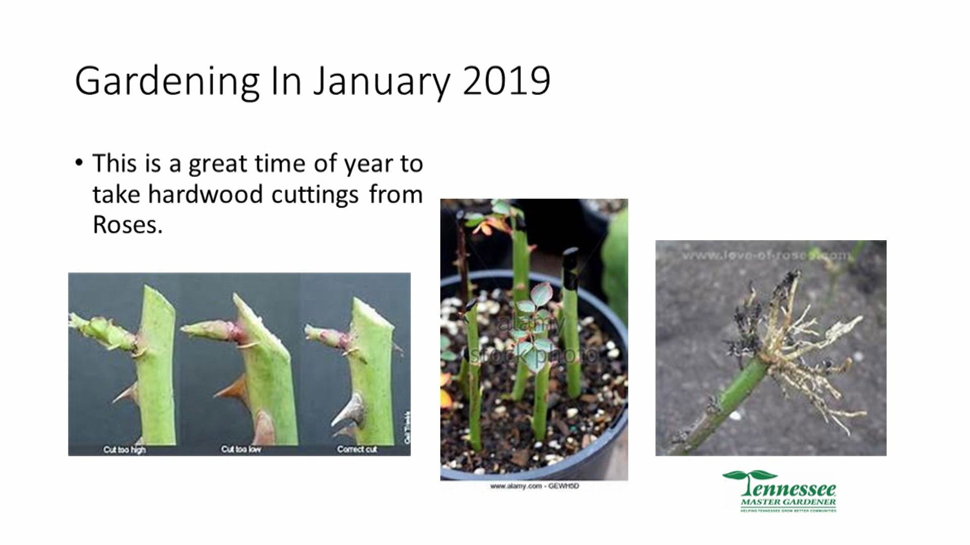 Thumbnail image for Gardening In January