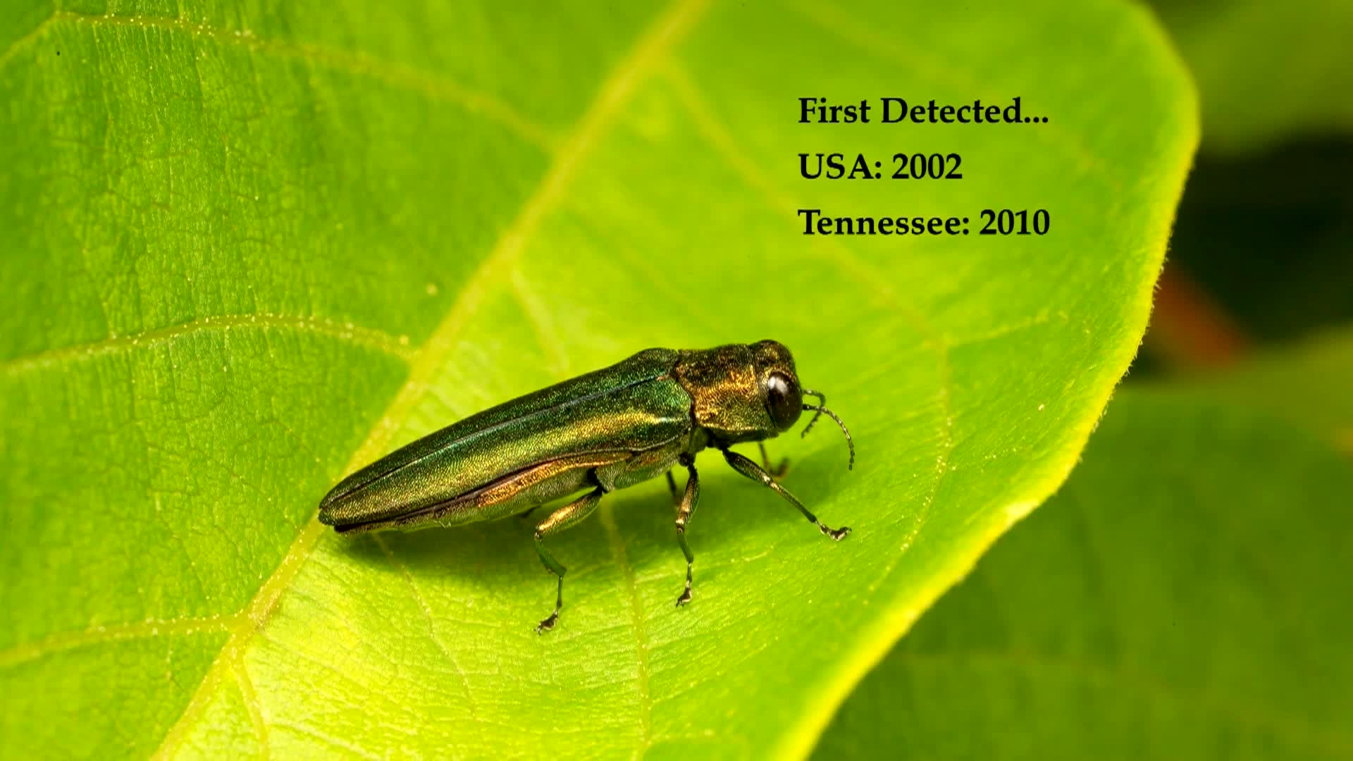 Thumbnail image for City Receives Tree Grant