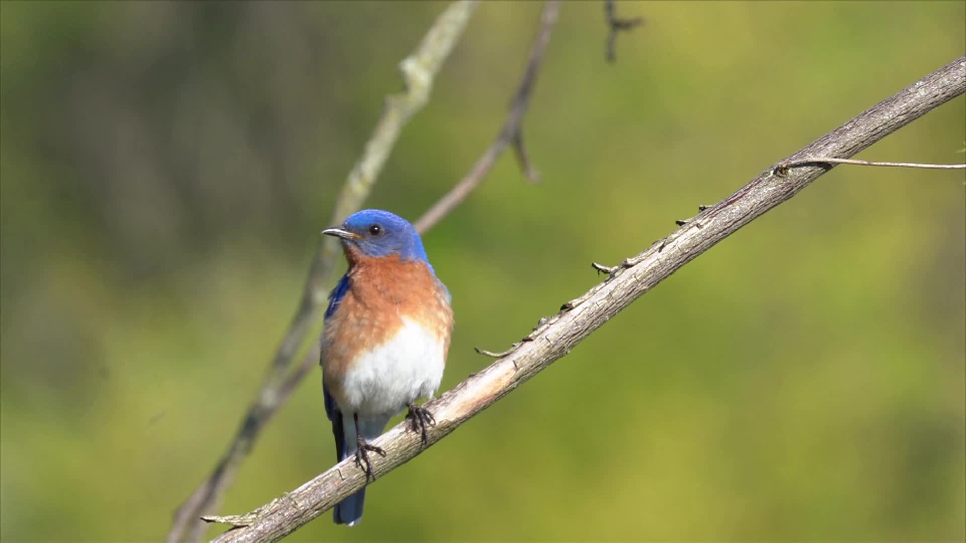 Thumbnail image for Bird Survey 2024