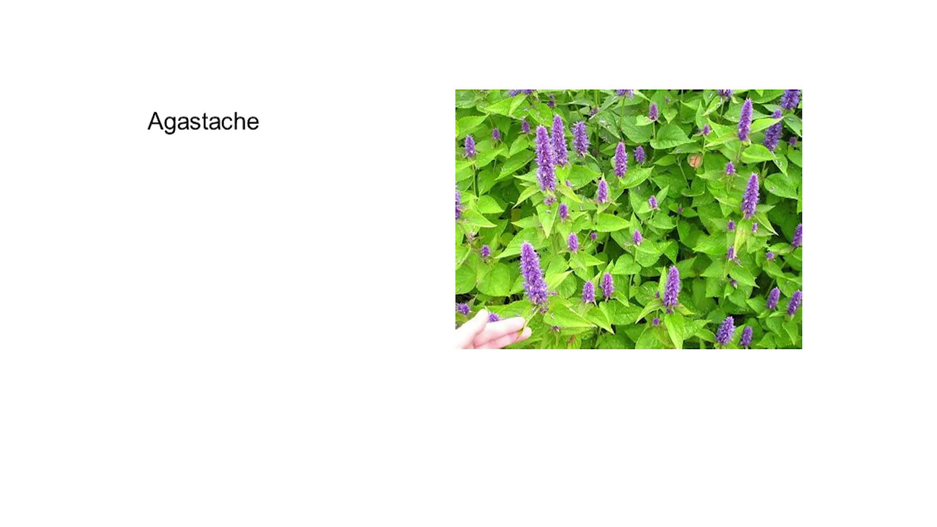 Thumbnail image for Water Wise Gardening