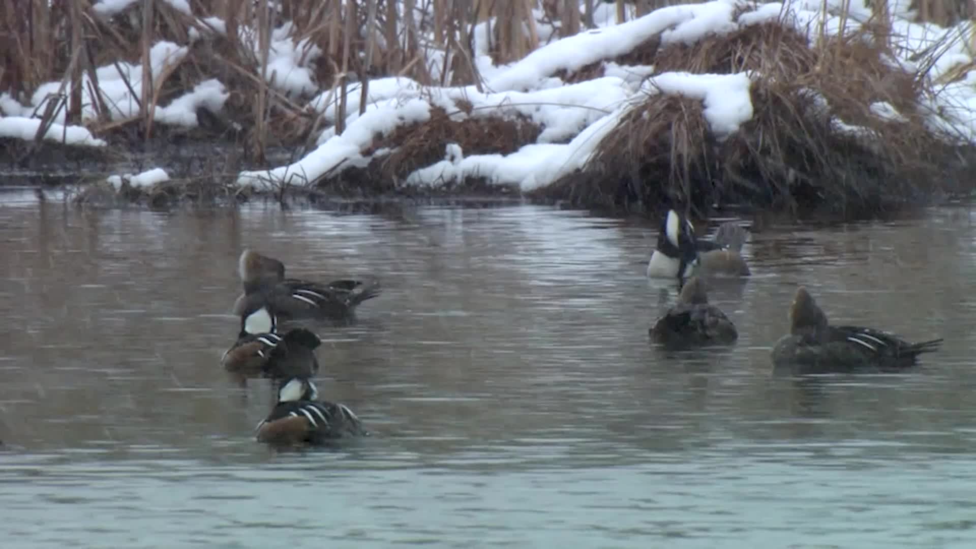 Thumbnail image for Tennessee Outdoor Journal