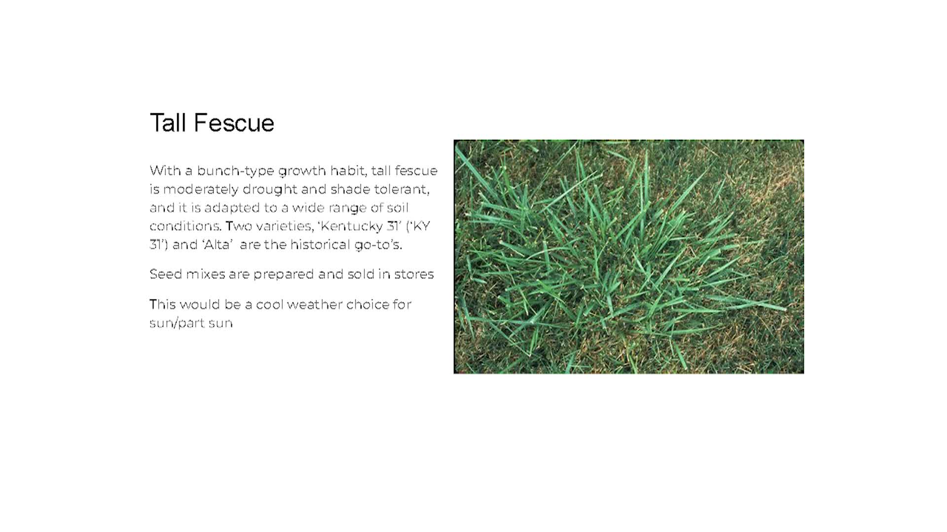 Thumbnail image for Healthy Lawns