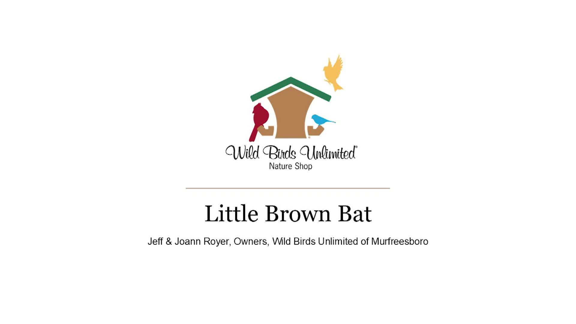 Thumbnail image for Little Brown Bat