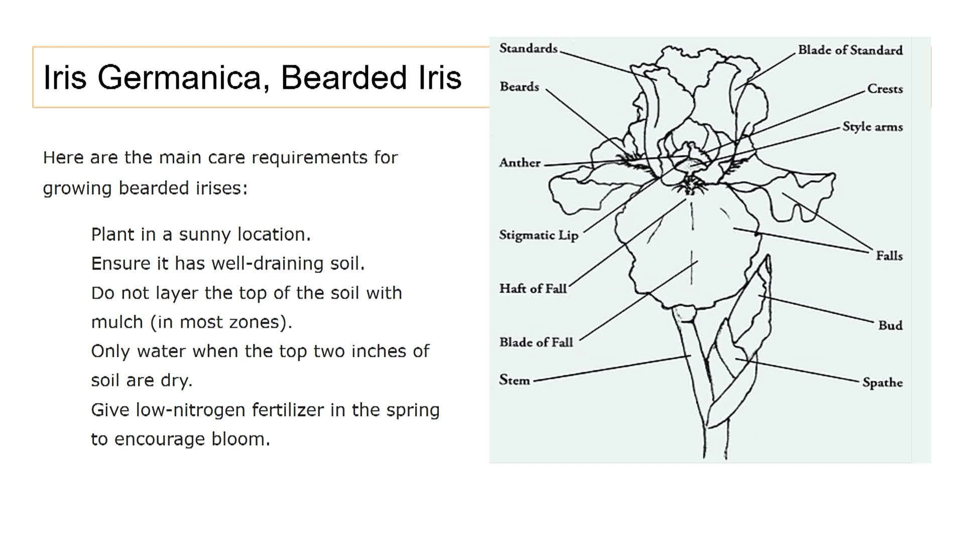 Thumbnail image for Germanica Bearded Iris