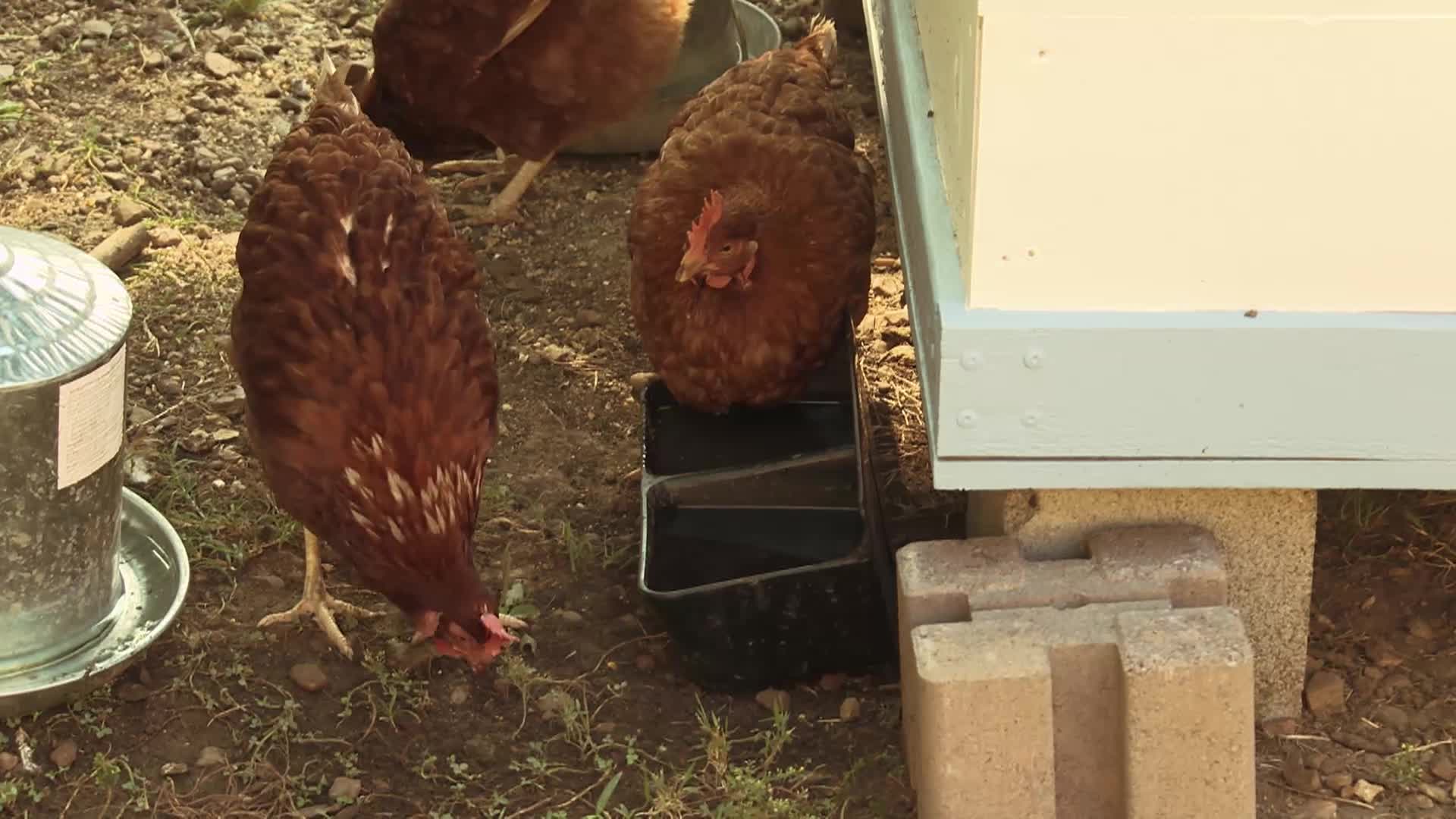 Two Chickens at Cannonsburgh Village