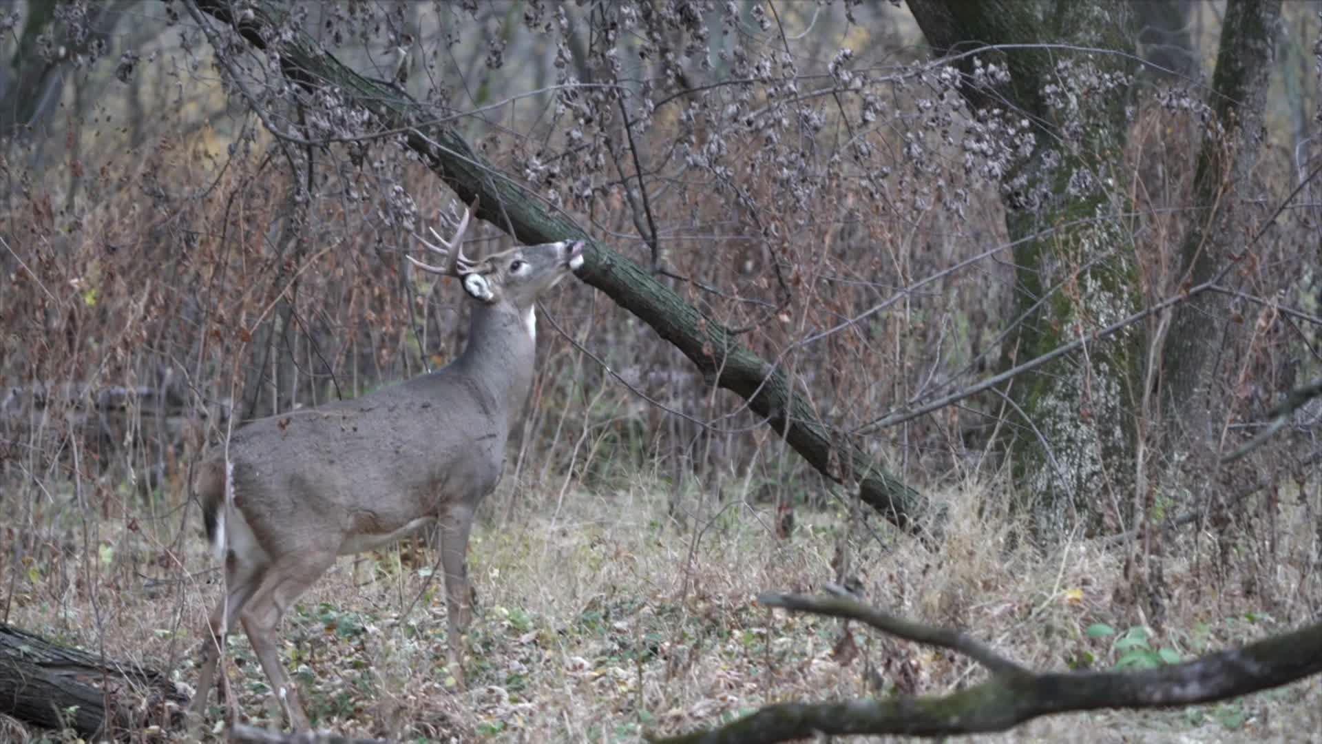 A buck wandering around in the woods