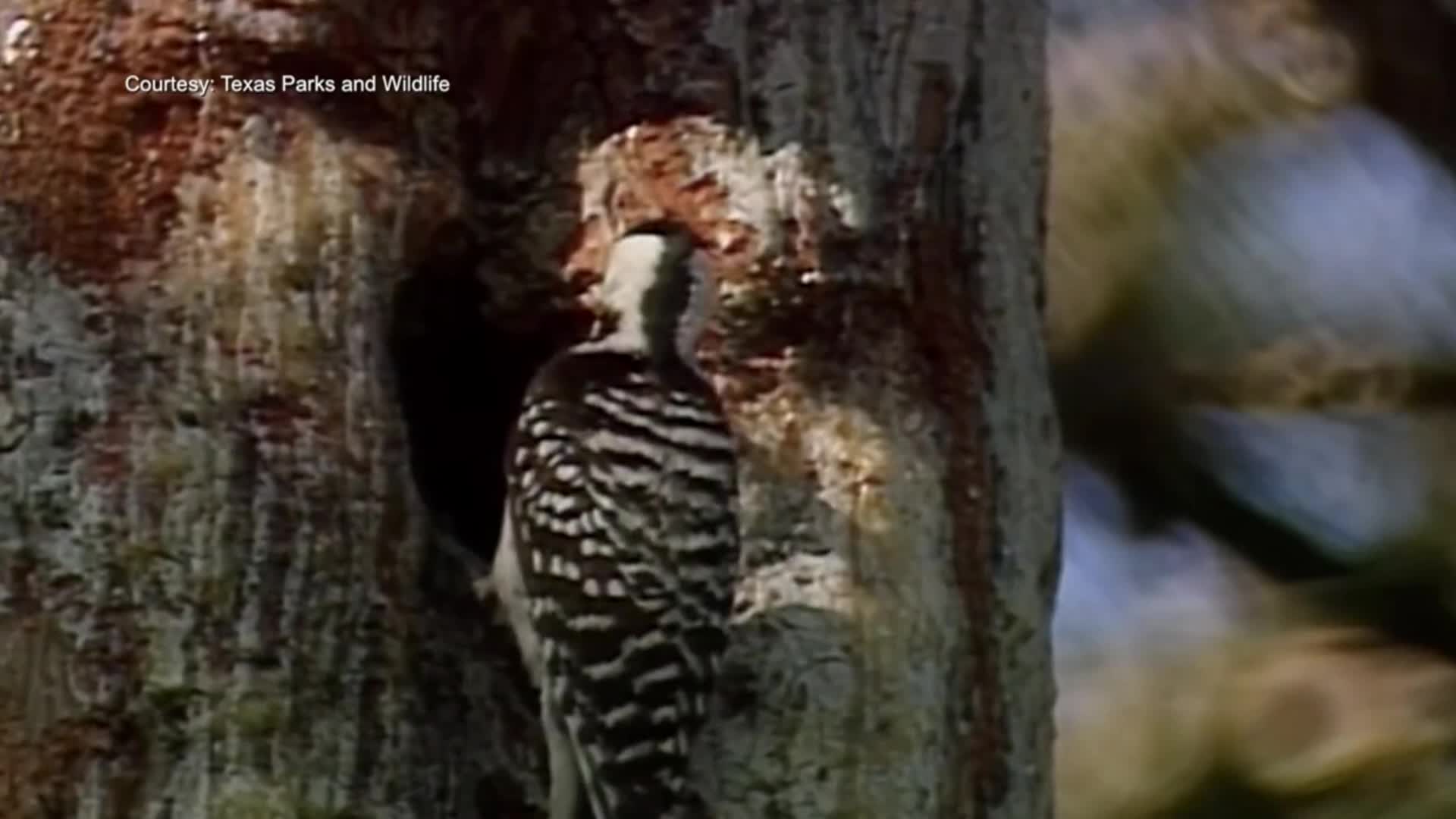 A red cockaded woodpecker with food in its mouth