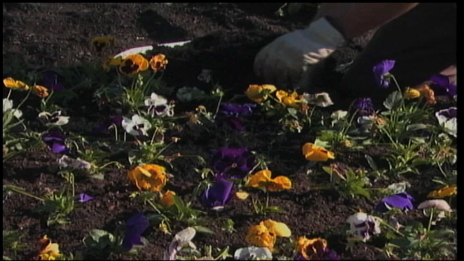 Thumbnail image for Gardening In the City