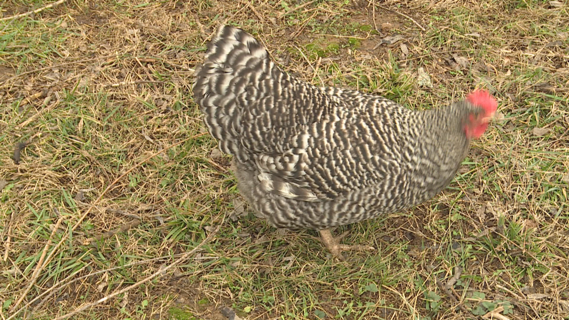 Thumbnail image for Murphry's Burrow