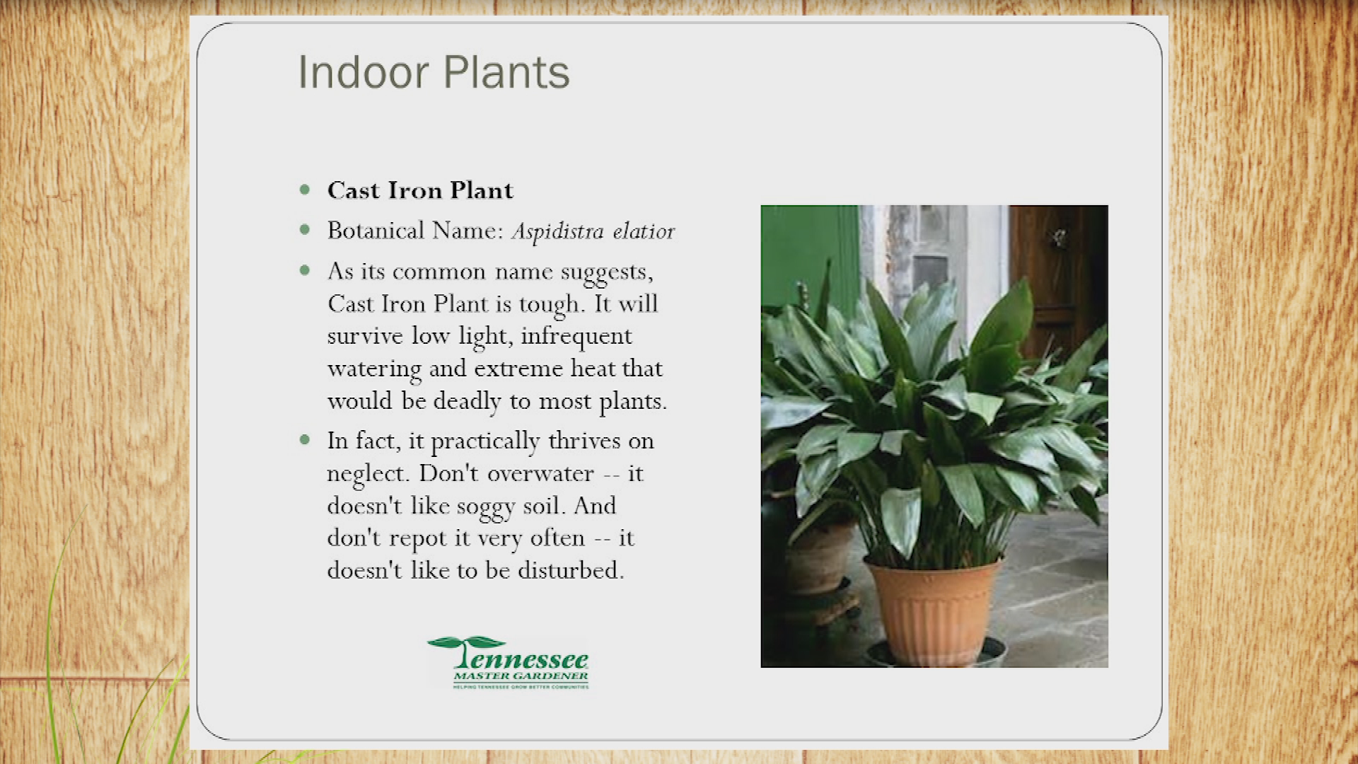 Thumbnail image for In The Garden: House Plants