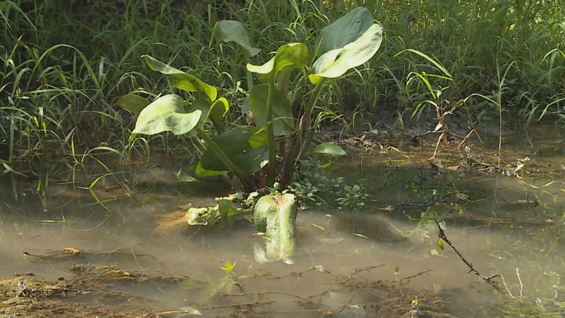 Thumbnail image for Garrison Creek 5 Years Later