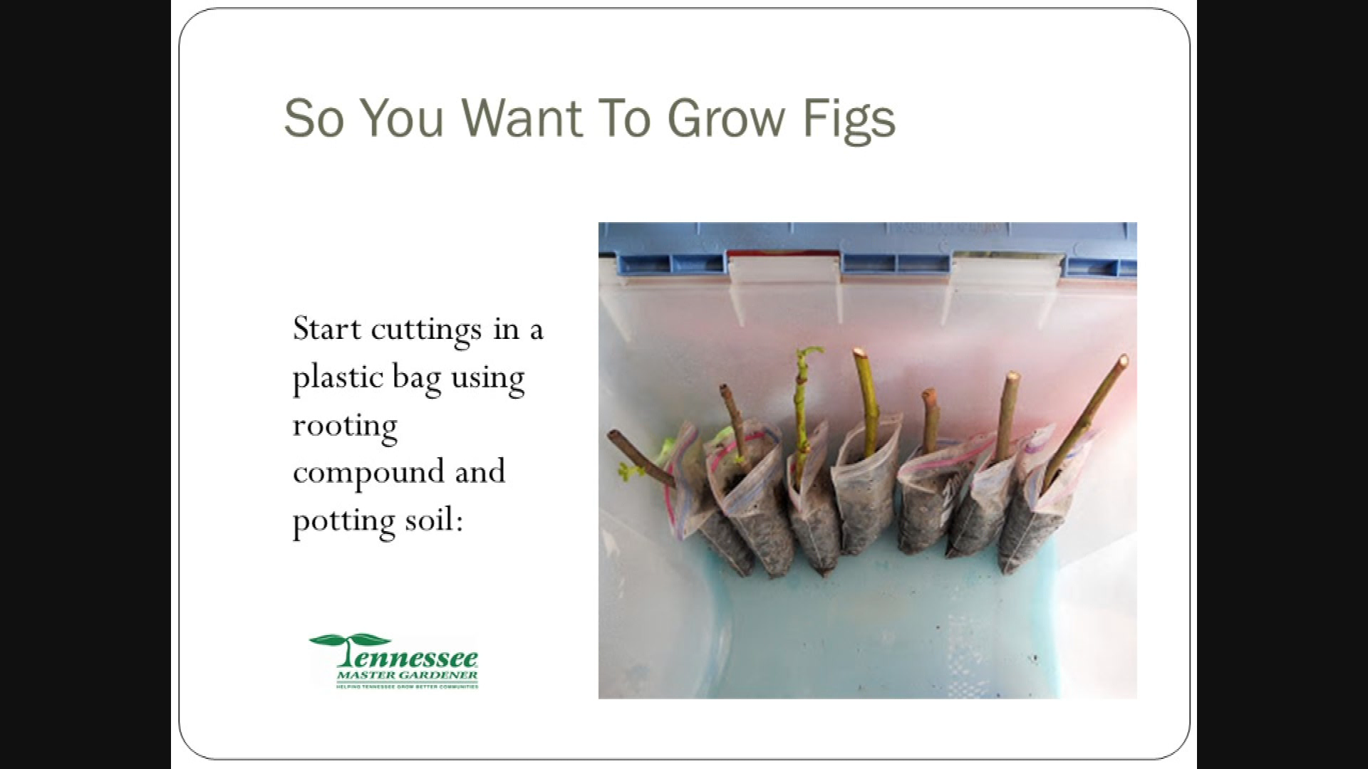 Thumbnail image for Growing Figs