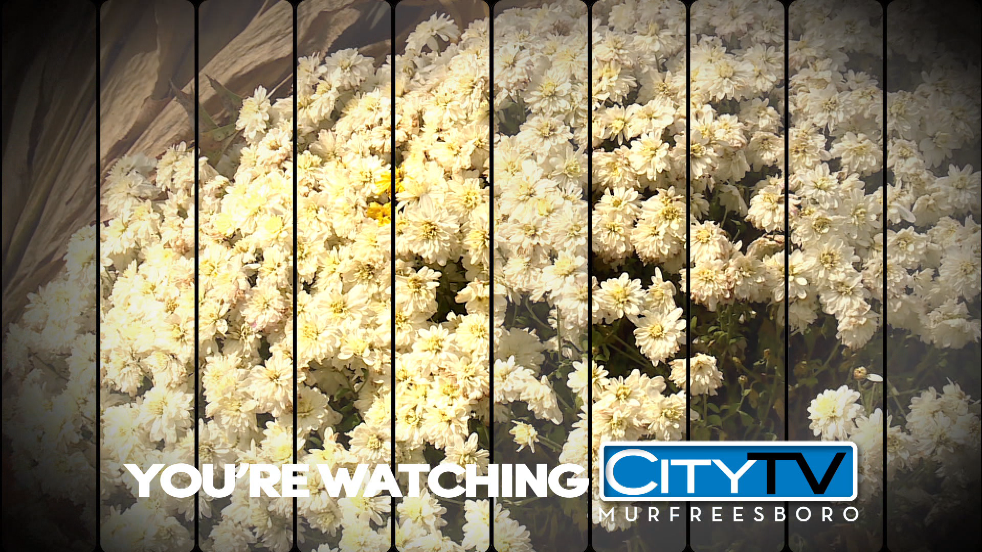 Thumbnail image for Fall Station ID