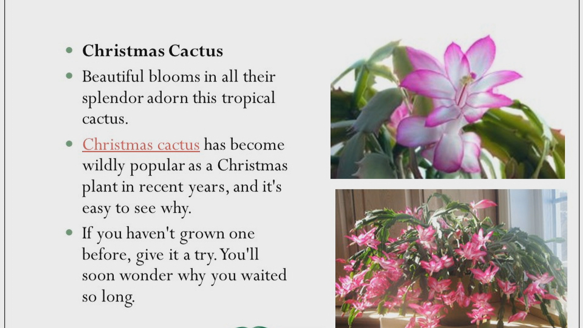 Thumbnail image for Holiday Flowers