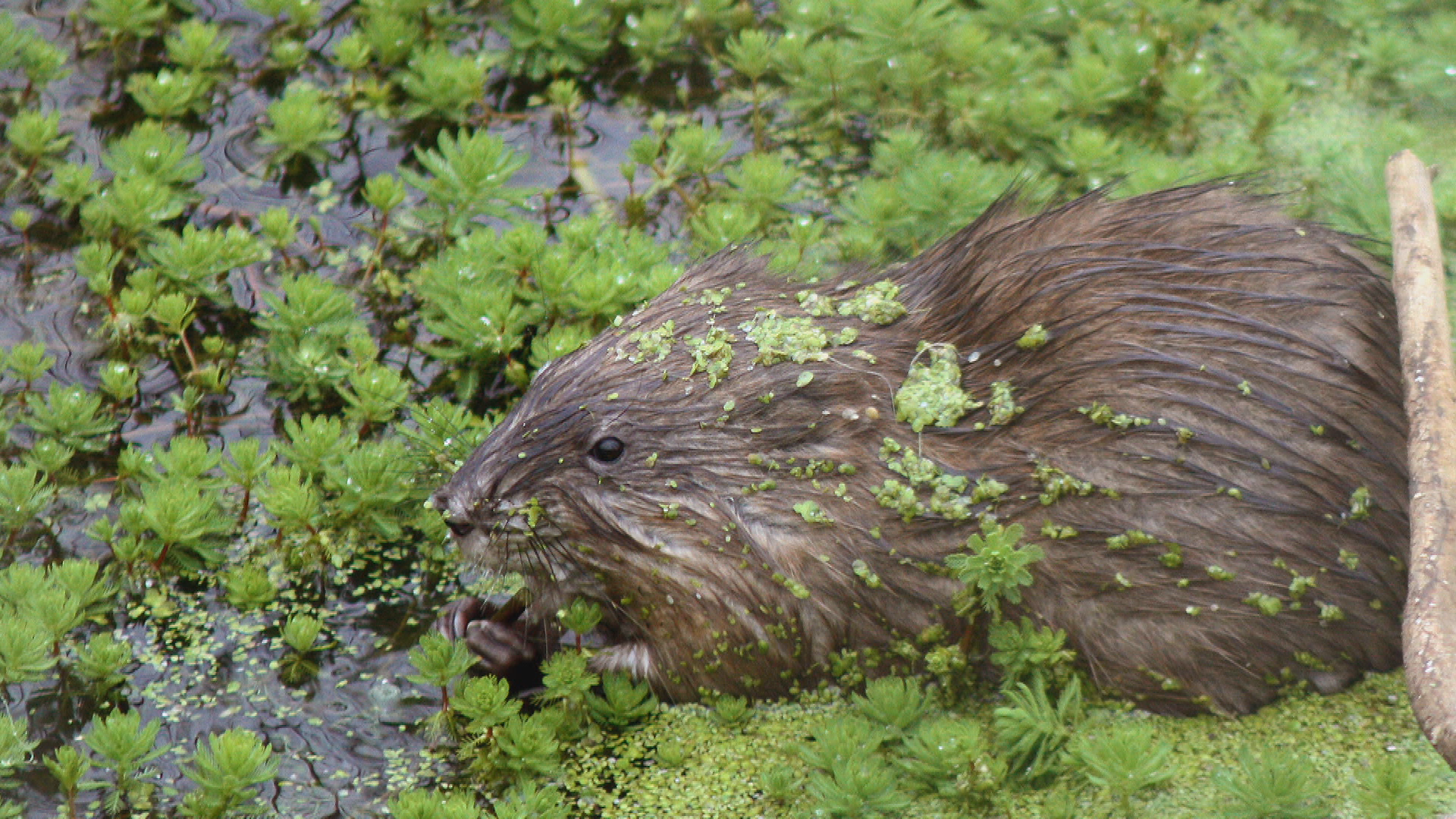Thumbnail image for Gardening in the City