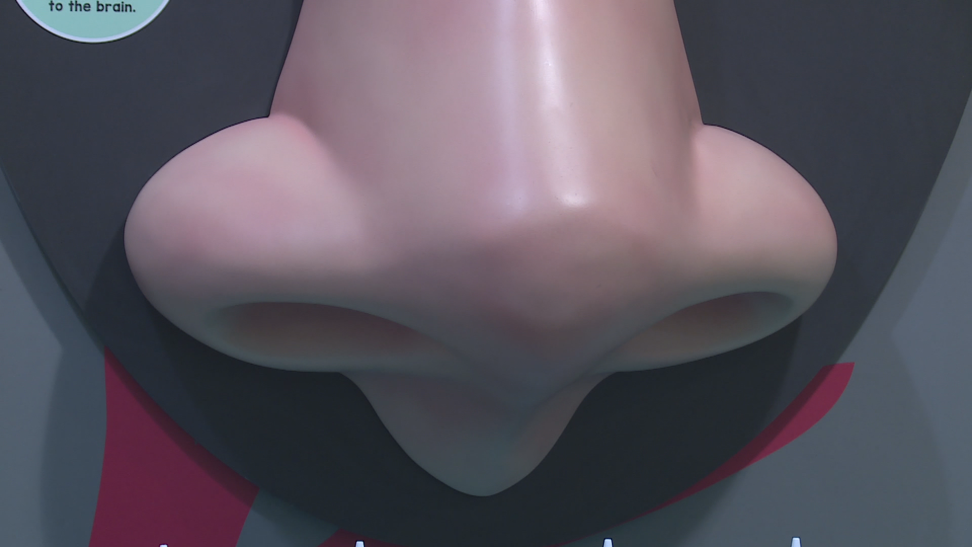 Thumbnail image for 5 Senses Exhibit at the Discovery Center (Newsbreak)