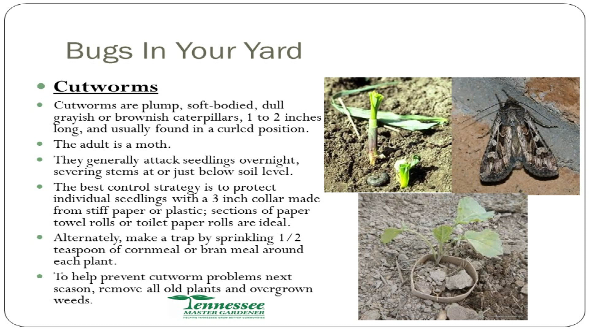 Thumbnail image for Bugs in the Yard